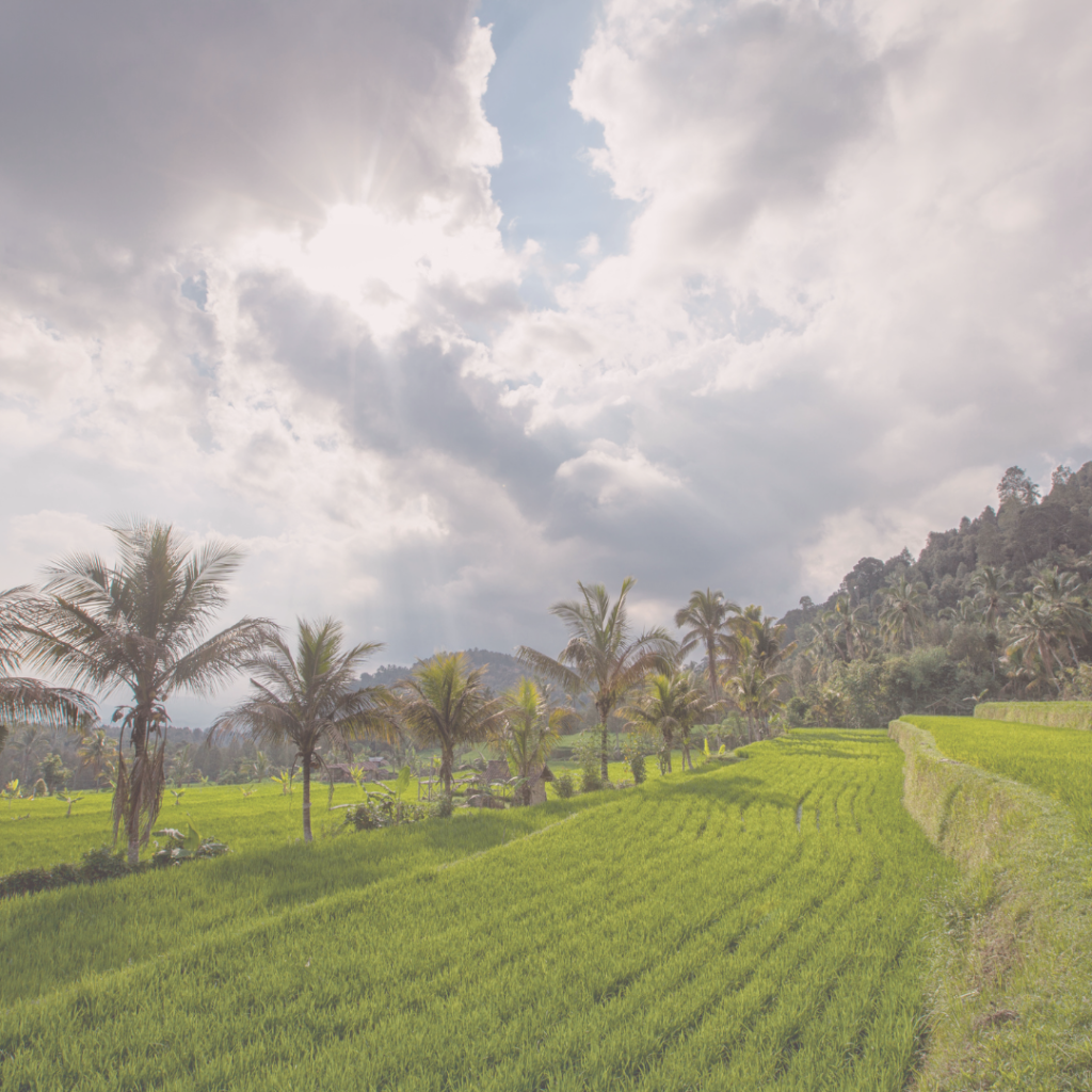 what to do on your holiday in bali - ubud