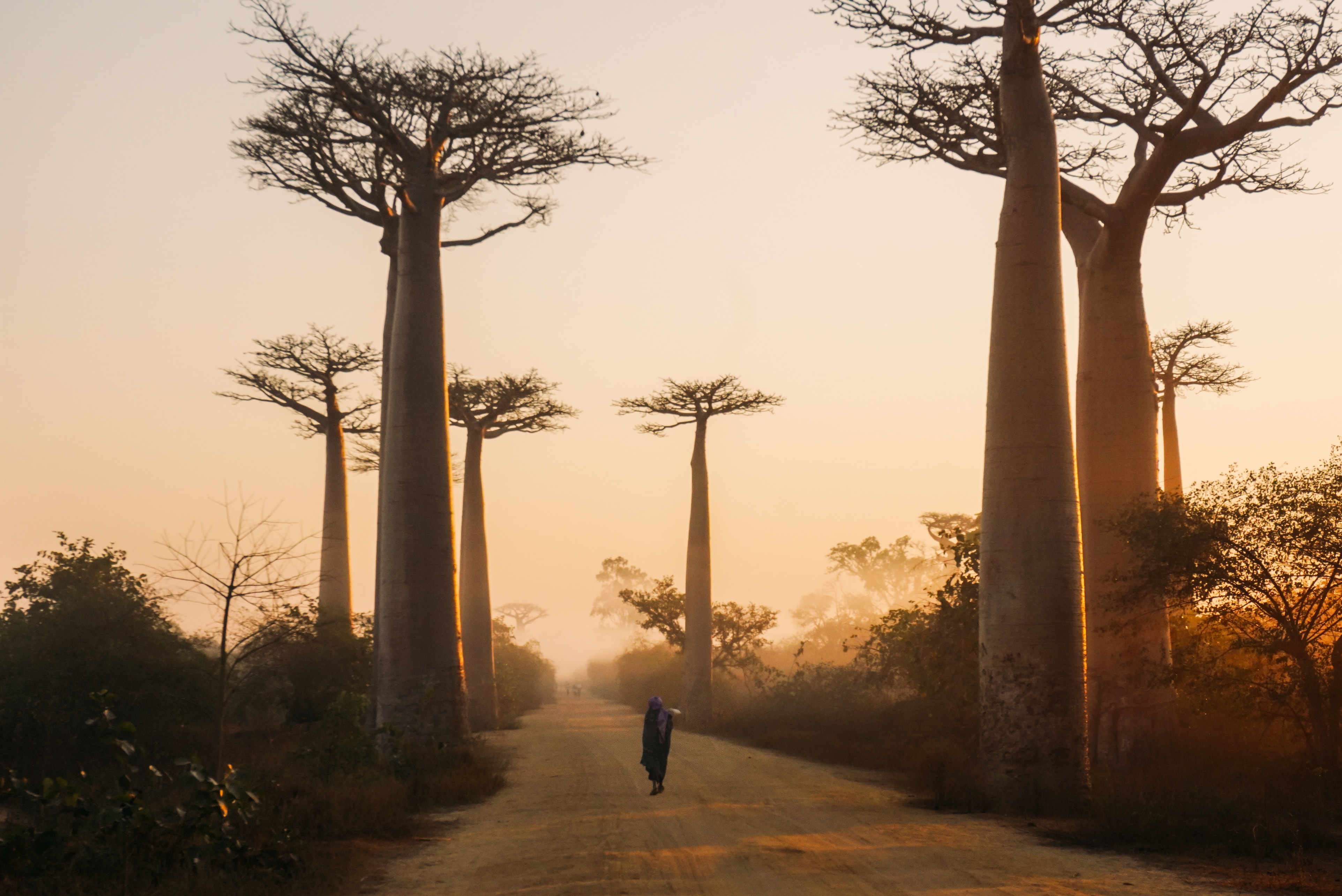baobab-visit-madagascar (2)