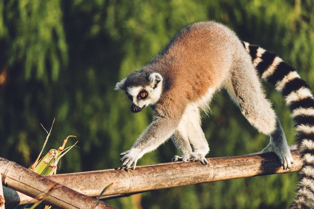 lemur-visit-madagascar