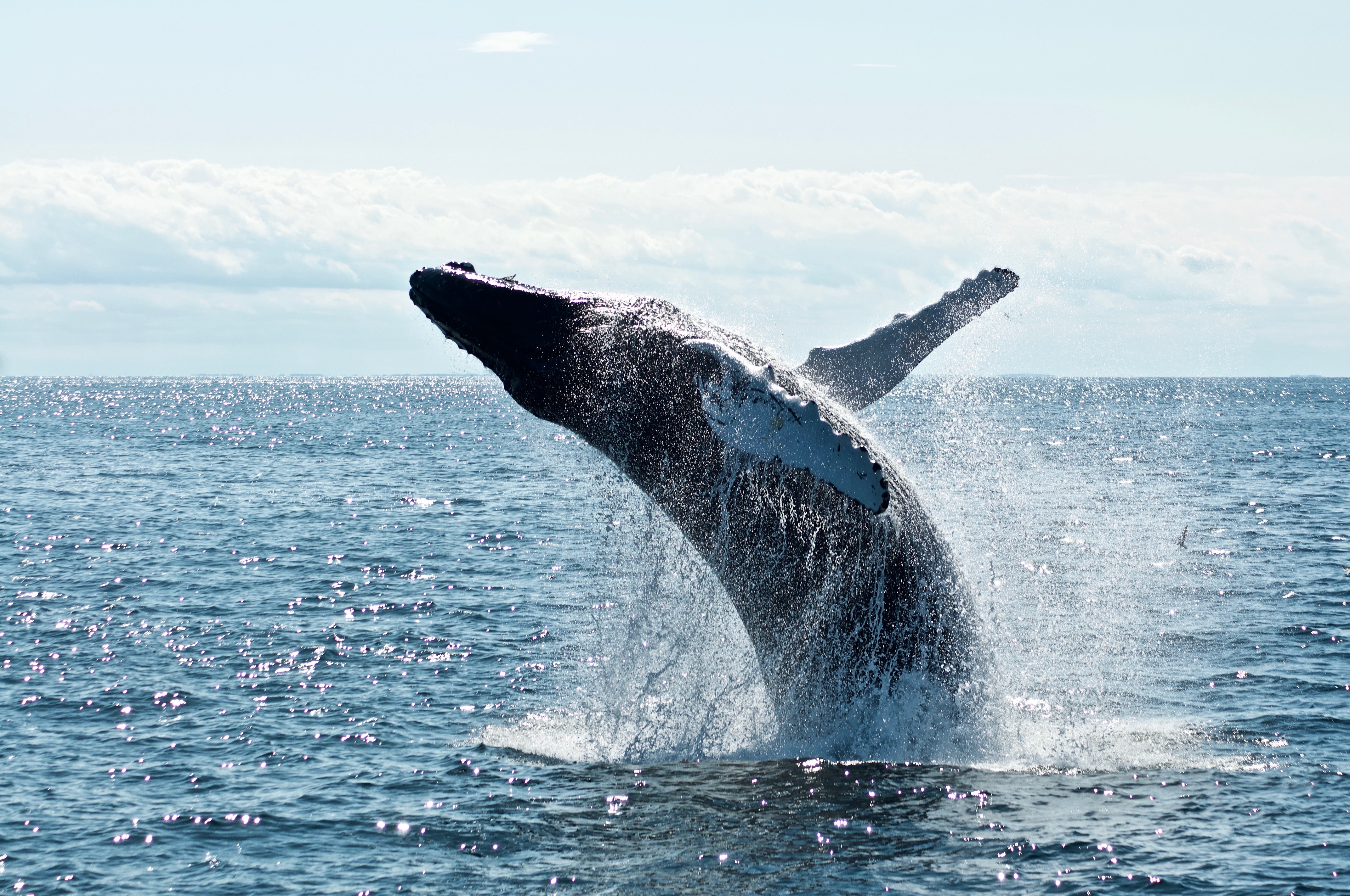 whales-visit-madagascar