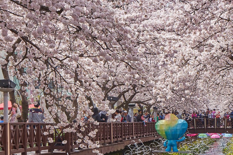 cherry-blossom-festival-jinhae-romantic-destination
