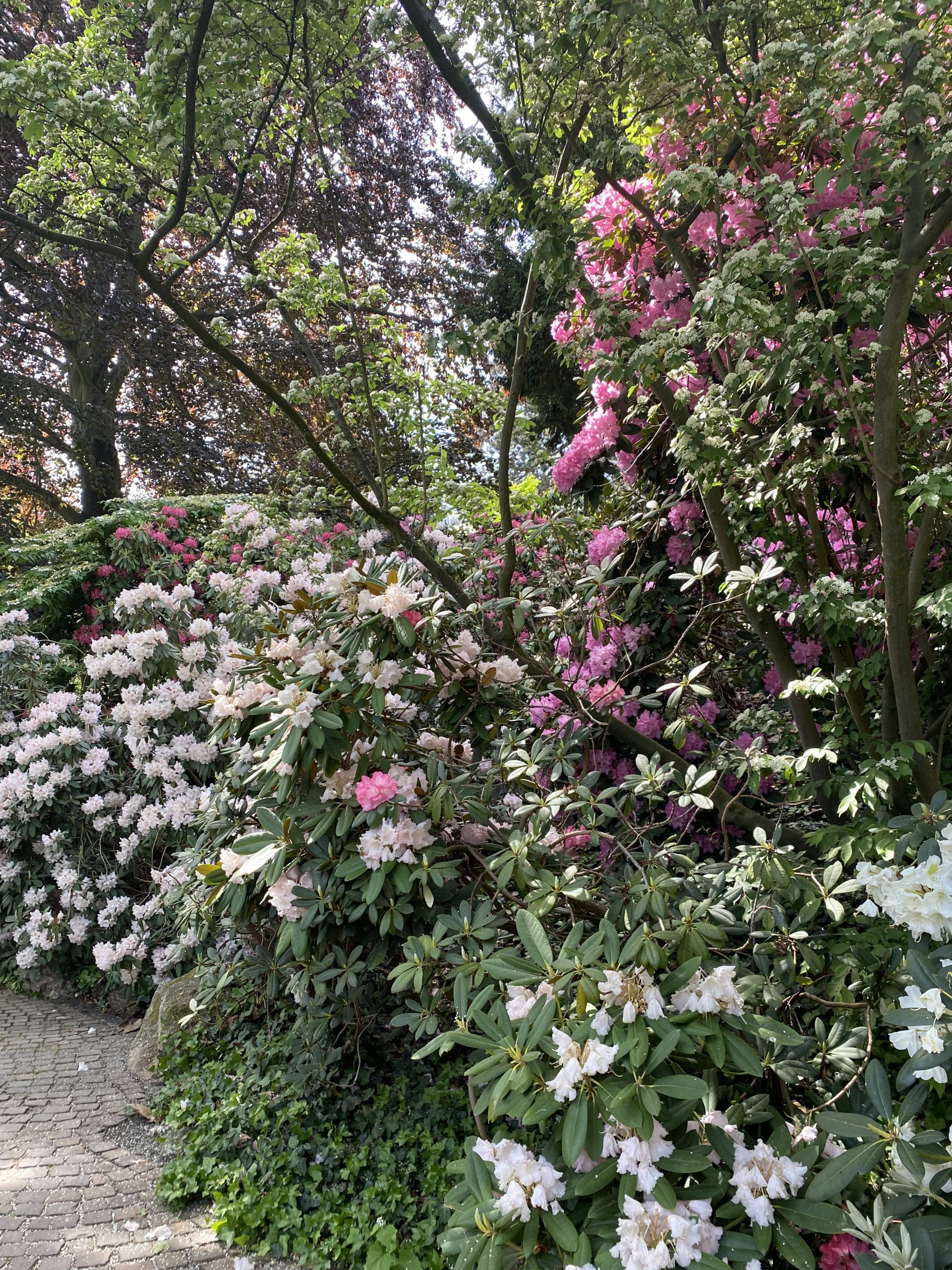 Pinkish flowers insed the garden of Palmengarten.