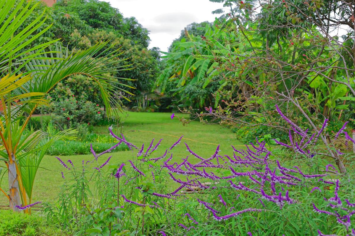 Garden view of Traditional Villa Tananarive Madagascar 